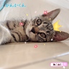 の写真