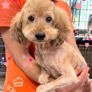 個体番号：I-M３５６　おとなしいトイプー