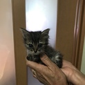 子猫