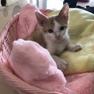 多頭飼育崩壊寸前のお宅付近からのレスキュー仔猫