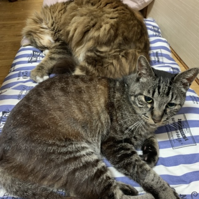 ジョージエリーのカバー写真