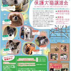 保護犬猫譲渡会 サムネイル1