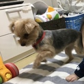 甘えん坊なハクちゃん