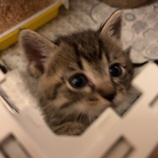 なつっこいキジ猫ちゃん 500グラム