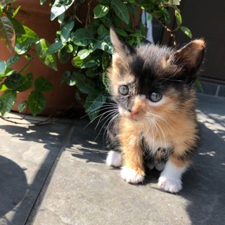 可愛い子猫★ミケ★黒が多いユニーク模様