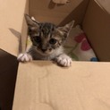 子猫 里親募集！
