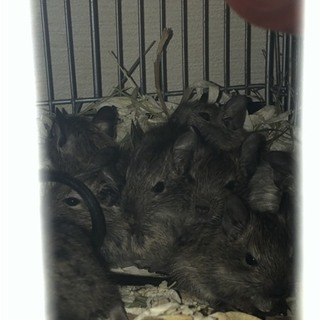 デグー（6/20で6週齢）