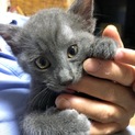クマのような子猫くん