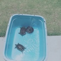 クサガメ