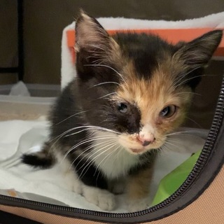 1ヶ月半、三毛猫、メス
