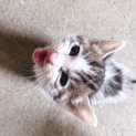 女の子の子猫ちゃん
