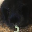 至急お願いします