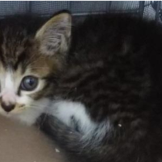 譲渡されました。