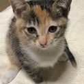子猫 おんなのこ 2ヶ月
