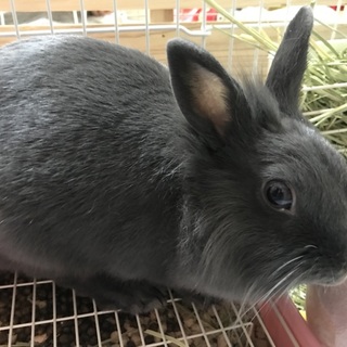 子ウサギのすごく元気な女の子です！