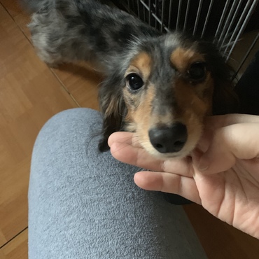 ひな 3歳
