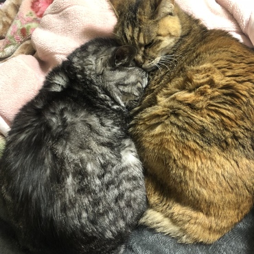 蓮と小虎 11歳