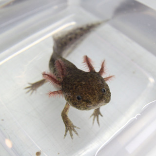 ウーパールーパーの子供（残り1匹）