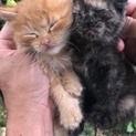 子猫の里親さんを探しています