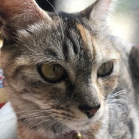 ネオ