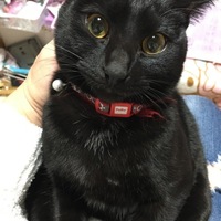 ハナ