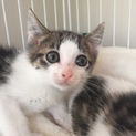 ずっとのお家、探しています
