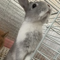 子うさぎの里親再募集！(グレー)