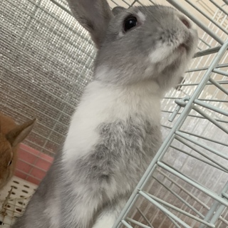 子うさぎの里親再募集！(グレー)