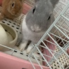 子うさぎの里親再募集！(グレー) サムネイル2