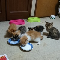 子ニャーズ ５匹の子猫