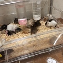 ハツカネズミの里親募集