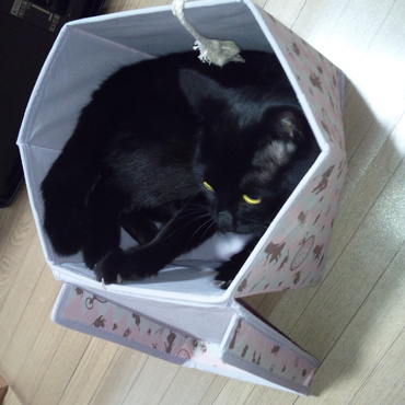 箱状、袋状のものは、なんでも入りたいお年頃？