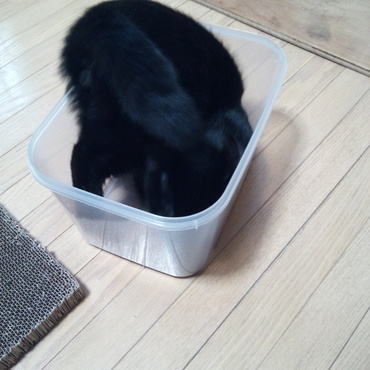 プラケースも入ってみる。