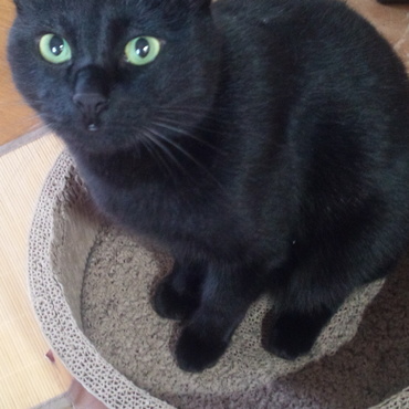 お気に入りのベット