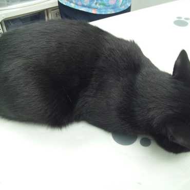 予防接種＆健康診断で診察台にびたっと伏せて固まるはくちゃ