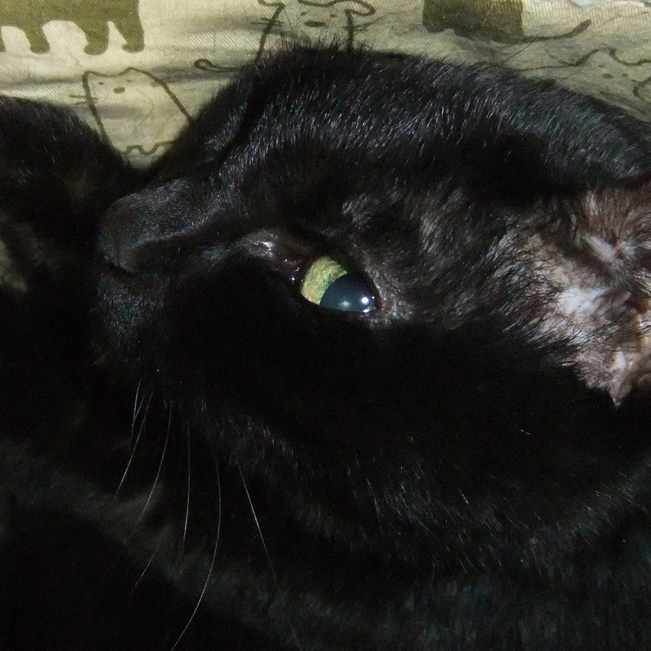 はくのカバー写真