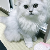銀時