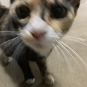 人懐っこいサビ猫です！生後7〜8ヶ月女の子