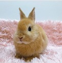 保護うさぎ(この子に幸せを下さい)
