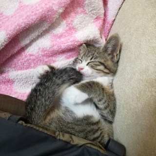 子猫　生後3か月　キジトラ