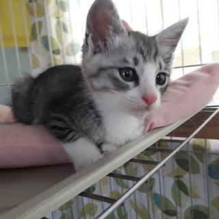 子猫　2月　オス　キジ