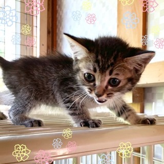 管理番号︰OSー773