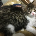 ノルジャンみたいなド雑種すふれ♀