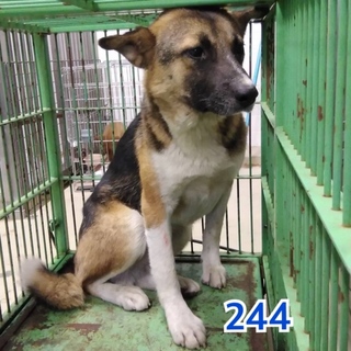 里親決定しました。