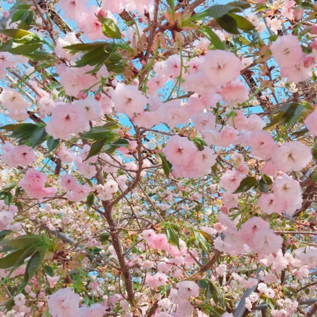 harucandyのカバー写真