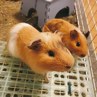 モルモット 2匹 女の子