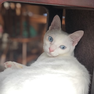 保護猫です。どうか家族に迎えて下さい。