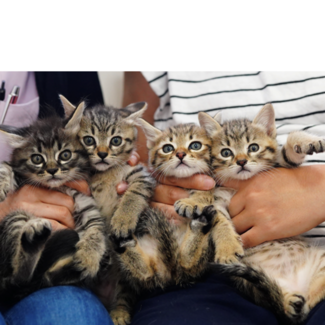 一般社団法人　エイベットのカバー写真