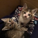 姉妹こねこ
