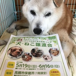 アニマルはにまる高槻による犬・猫譲渡会